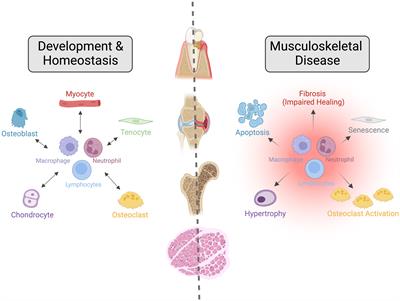 Editorial: The immune system and inflammation in musculoskeletal health, aging, and disease